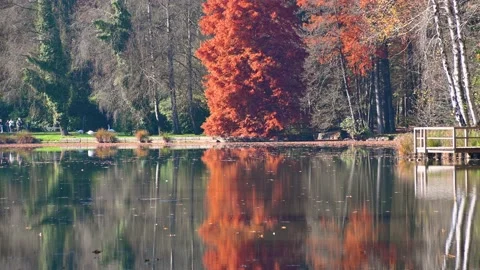 Reflection of colorful trees on water. Small calm lake, Brdo park, Slovenia Stock Footage 143117514