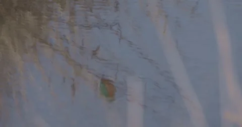 Reflection of common kingfisher in water, sitting and flying off Video stock 280324129