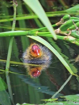 Reflection of a Coot Stock Photos