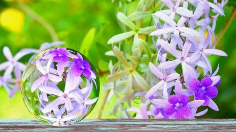Reflection crystal ball glass of Puple Wreath is arranged as an ornamental pl Stock-Fotos