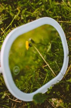 Reflection of a dandelion in the mirror. Fotos Stock