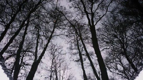 Reflection of dark trees in a scary forest. Calm, winter landscape. Stock Footage 147947384