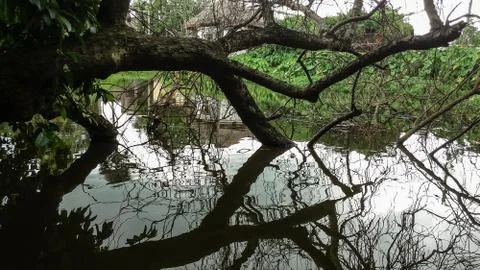 Reflection of the dead tree laying on the pond Foto stock