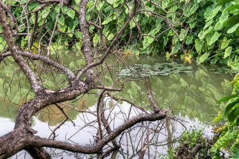 Reflection of the dead tree laying on the pond Stock Photos