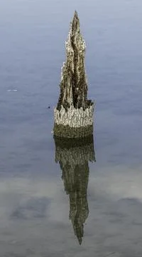 Reflection of a dead tree in water Stock Photos