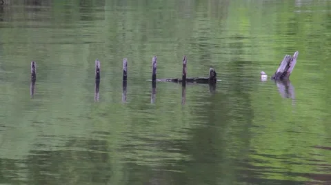 Reflection of dead trees Stock Footage 50875129