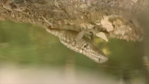 Reflection of a desert spiny lizard in the water Stock Footage 267095112