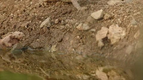 Reflection of a desert spiny lizard in the water (slide) 库存影片 267095133