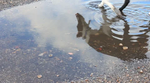 REFLECTION OF A DOG IN A BIG PUDDLE Stock Footage 35731352