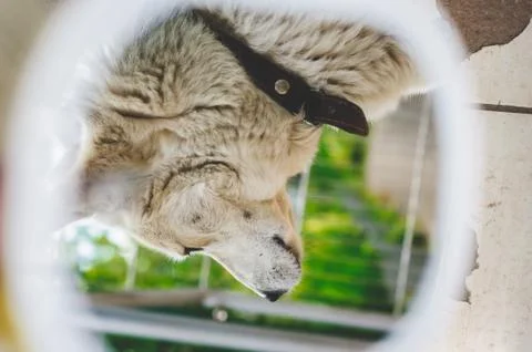 Reflection of a dog in the mirror. Fotos Stock