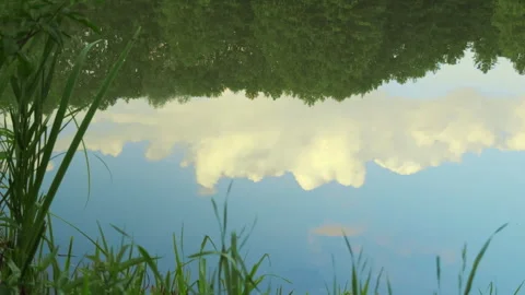 Reflection of dramatic clouds and forest on calm water framed by tall grass Stock Footage 340567669