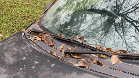 Reflection of a dried tree on the windshield Видео 135846392