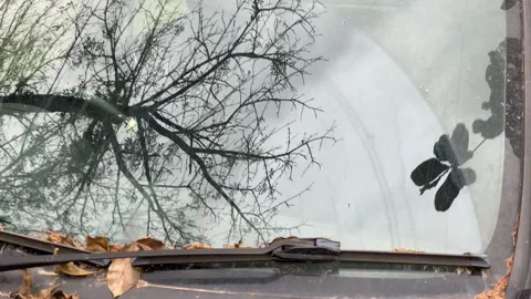 Reflection of a dried tree on the windshield 库存影片 135846400