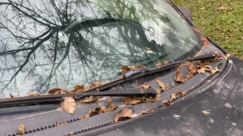 Reflection of a dried tree on the windshield Видео 135848124
