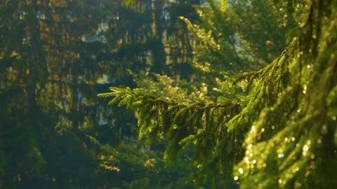 Reflection in a drop remaining after rain on needles in a pine park. Stock Footage 136084312