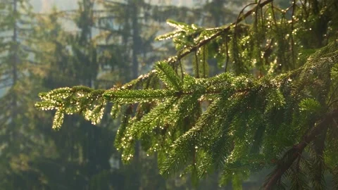 Reflection in a drop remaining after rain on needles in a pine park. Stock Footage 136084605