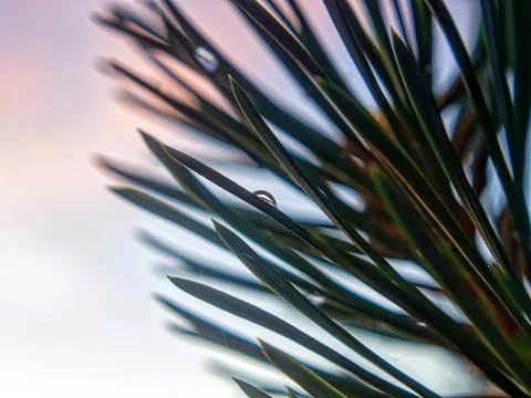 Reflection in a drop of water Stock Photos
