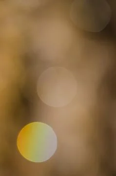 Reflection of drops of pine sap. Stock Photos