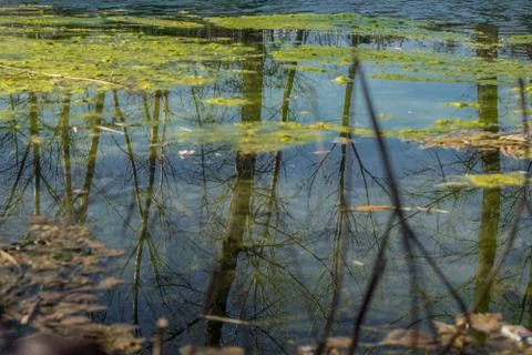 Reflection of dry trees in the water Stockfoto's
