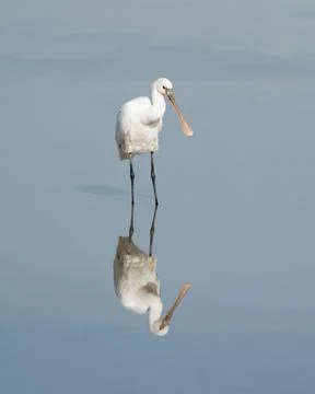 Reflection of an Eurasian spoonbill Stock Photos