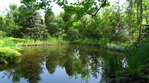 Reflection of evergreens in clear water of magical pond. Landscape garden. Stock Footage 201998326