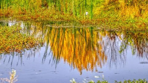 Reflection of Fall Colors 스톡 사진