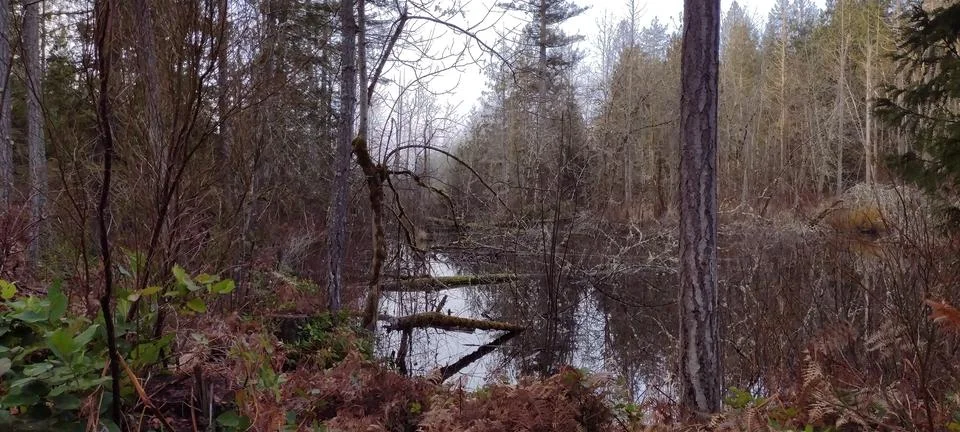 Reflection of fallen trees in lake Stock Photos