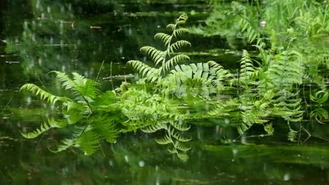 Reflection of ferns on the surface of the lake Stock Footage 320981543