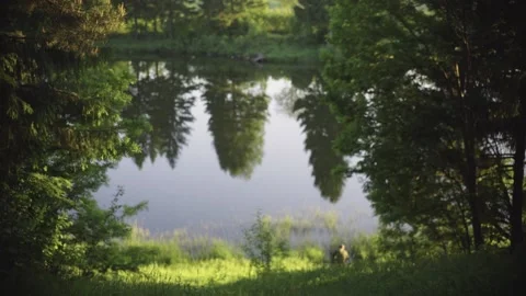 Reflection of fir trees in the purest pond on a hot summer day Stock Footage 172354097