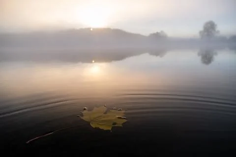 Reflection of the first rays of the sun in a misty forest lake Stock Photos