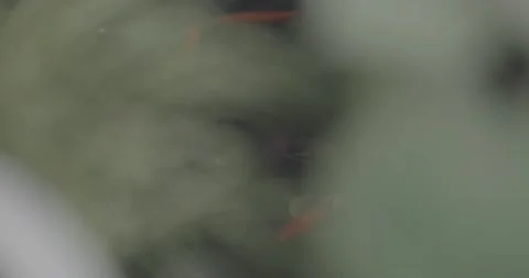 Reflection fish in water Stock Footage 205448460