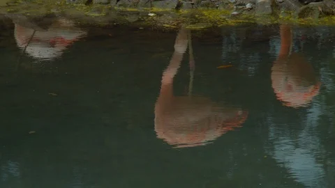 Reflection of Flamingos in water Stock Footage 114417261