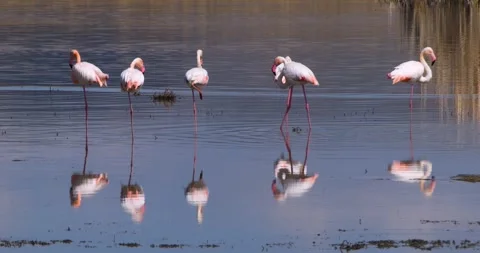 Reflection Of Flamingos In Water Stock Footage 331234088