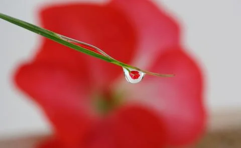 Reflection of a flower in a dew drop Stock Photos