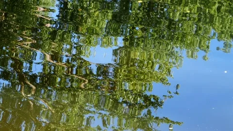 Reflection of foliage and leaves of tree in pond with water ripples on sunny day Stock-Footage 220037903