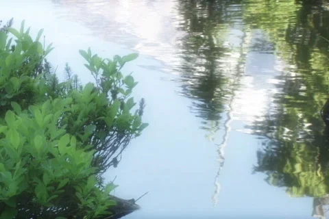 Reflection Stock Footage 335380