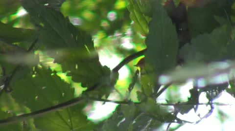 Reflection Vídeo Stock 12136628