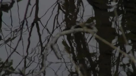 Reflection Stock-Footage 12268572