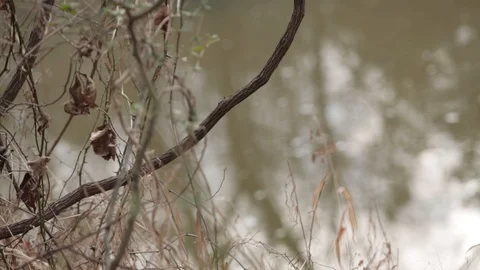 Reflection Видео 104976050