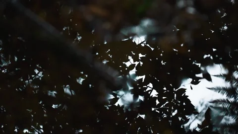 Reflection Video stock 169214466