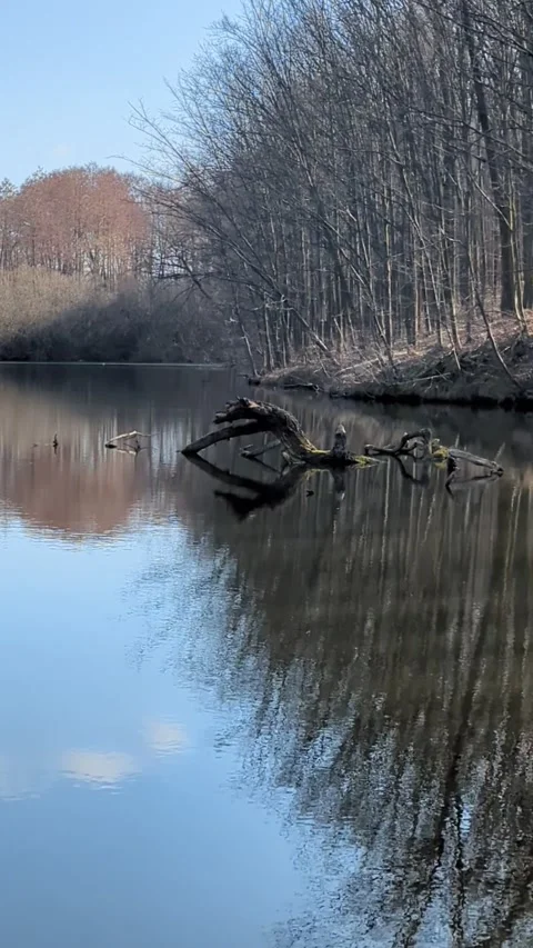 Reflection of a forest and floating tree in the lake Stock Footage 267689768