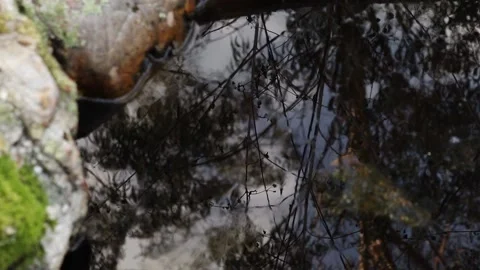 Reflection of the forest and sky in a forest lake. Stock Footage 152845684