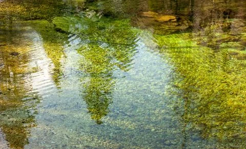 Reflection of forest in the lake surface Stock Photos