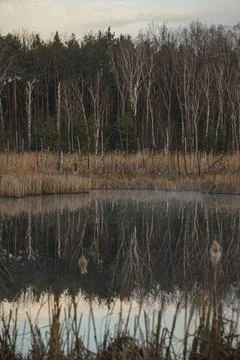Reflection of the forest over the water Foto stock