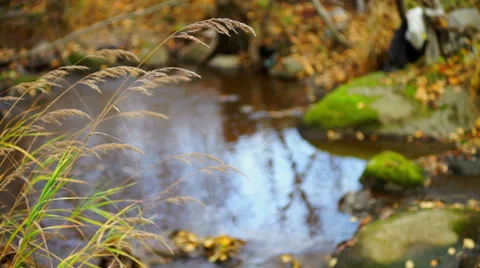 Reflection in forest river at autumn day Stock Footage 33212025