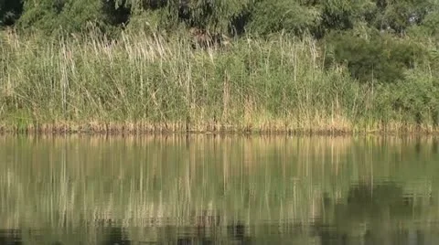 Reflection forest in river zoom out Video stock 12497617