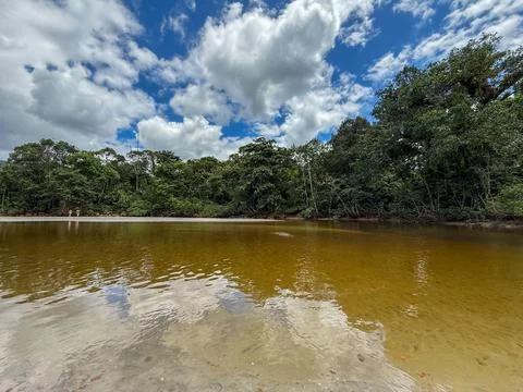 The Reflection of the Forest in a Serene River. Stock Photos