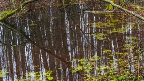 Reflection of the forest in the steam Texture of cold water and wilted grass. Stock Photos