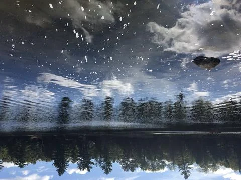 Reflection of forest on still pond 库存照片