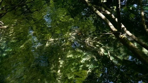 Reflection of a forest trees on the water of Plitvice Lakes National Park Stock Footage 89159700